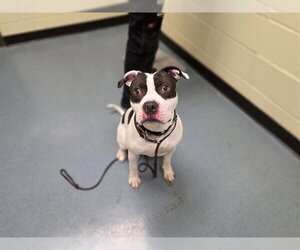 American Pit Bull Terrier-Unknown Mix Dogs for adoption in Denver, CO, USA