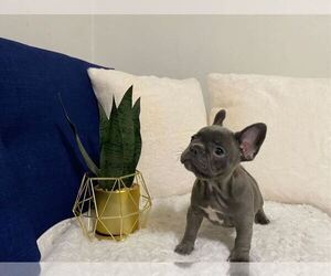 French Bulldog Puppy for sale in MIAMI, FL, USA