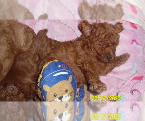 Poodle (Toy) Puppy for sale in DULUTH, GA, USA