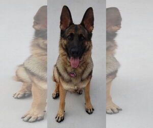 Medium German Shepherd Dog
