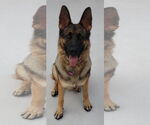 Small German Shepherd Dog