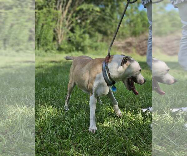 Medium Photo #11 Mutt Puppy For Sale in Wakefield, RI, USA