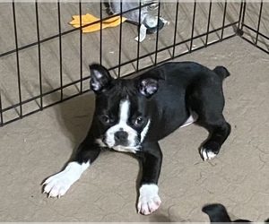 Medium Boston Terrier