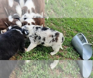 Border Collie Puppy for sale in GRANTON, WI, USA