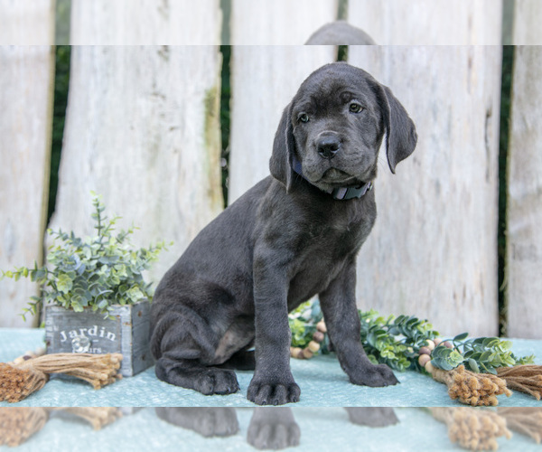 Medium Photo #9 Cane Corso Puppy For Sale in HOWE, IN, USA