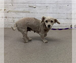 Poodle (Miniature)-Unknown Mix Dogs for adoption in San Bernardino, CA, USA