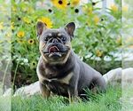 Small Photo #1 French Bulldog Puppy For Sale in RONKS, PA, USA