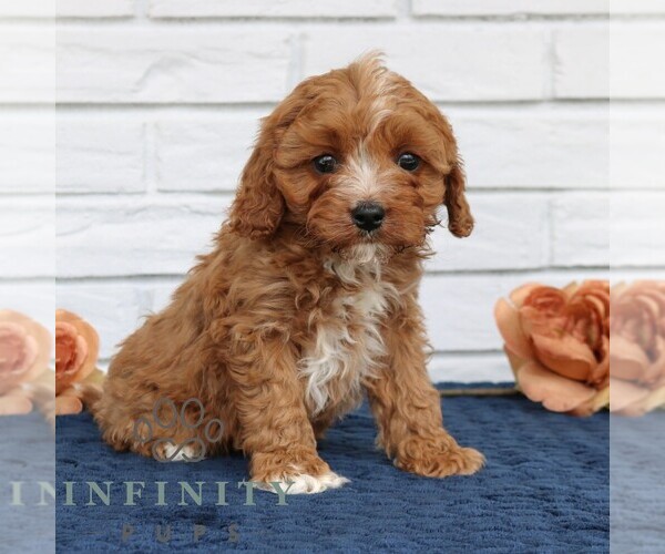 Medium Photo #2 Cavapoo (Miniature) Puppy For Sale in NARVON, PA, USA