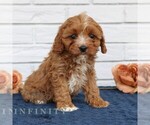 Small #1 Cavapoo (Miniature)
