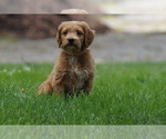 Small #5 Goldendoodle (Miniature)