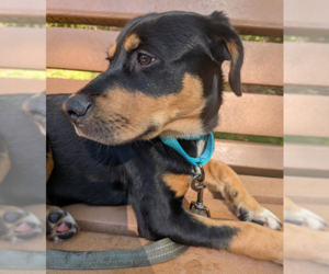 Labrottie Dogs for adoption in Brooklyn Center, MN, USA