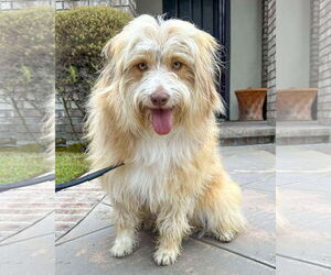 Goldendoodle (Miniature) Dogs for adoption in Corona, CA, USA