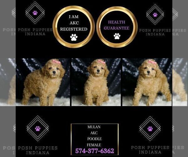 Medium Photo #2 Poodle (Toy) Puppy For Sale in WARSAW, IN, USA