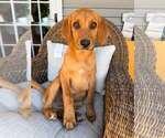 Small #3 Redbone Coonhound Mix