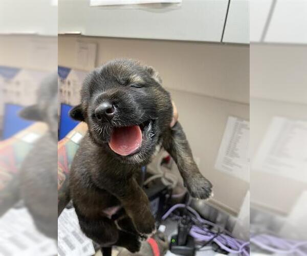 Medium Photo #1 Huskies -Unknown Mix Puppy For Sale in Houston, TX, USA