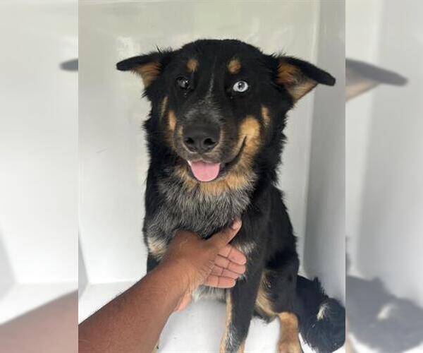 Medium Photo #1 Mutt Puppy For Sale in Houston, TX, USA