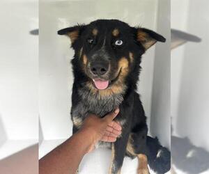 Mutt Dogs for adoption in Houston, TX, USA
