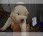 Small Photo #1 Akita Puppy For Sale in LICKING, MO, USA