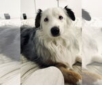 Small #2 Australian Shepherd