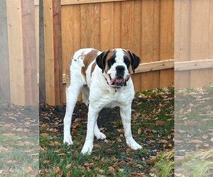 Saint Bernard Dogs for adoption in Wheaton, IL, USA