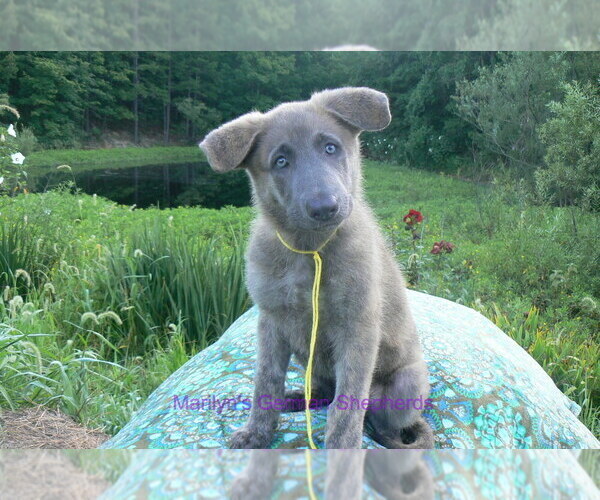Medium Photo #2 German Shepherd Dog Puppy For Sale in PIEDMONT, MO, USA