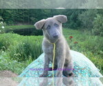 Small #1 German Shepherd Dog