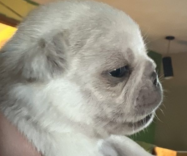 Medium Photo #1 Pug Puppy For Sale in MERIDEN, MN, USA