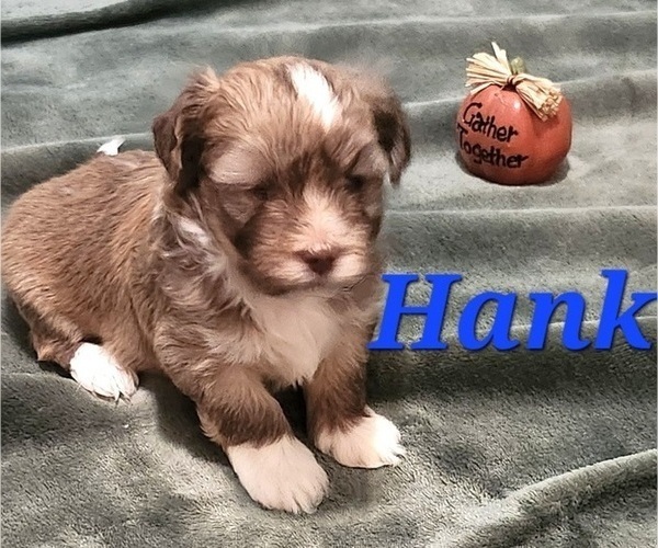 Medium Photo #8 Havanese Puppy For Sale in ALBION, PA, USA