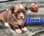 Small #7 Havanese