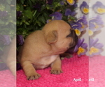 Small Photo #5 French Bulldog Puppy For Sale in COLONIAL BCH, VA, USA