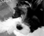 Small #2 Yorkshire Terrier