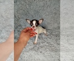 Small Photo #4 Chihuahua Puppy For Sale in INDIANAPOLIS, IN, USA