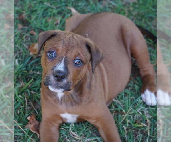 Medium Photo #2 Labrador Retriever-Unknown Mix Puppy For Sale in San Diego, CA, USA