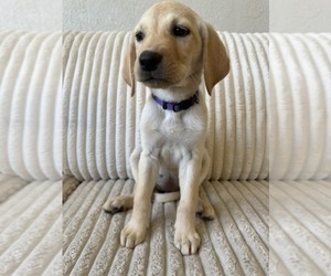 Medium Labrador Retriever