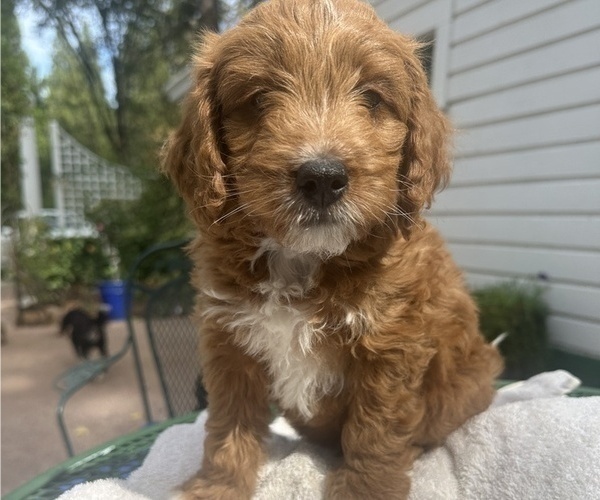 Medium Photo #1 Bernedoodle (Miniature) Puppy For Sale in SAN JOSE, CA, USA