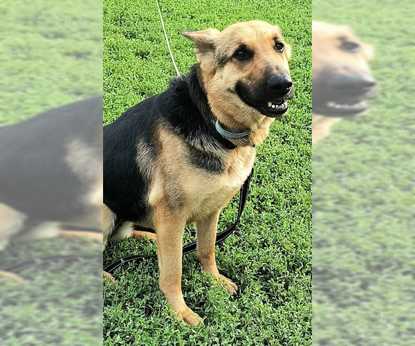 Medium Photo #7 German Shepherd Dog Puppy For Sale in Kansas City, MO, USA
