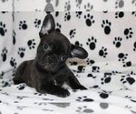 Small Photo #3 French Bulldog Puppy For Sale in PARKLAND, FL, USA