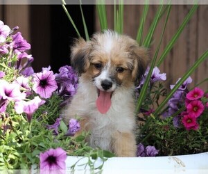 Miniature Australian Shepherd-Poodle (Toy) Mix Puppy for sale in FREDERICKSBG, OH, USA