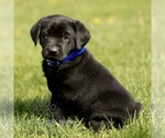 Small #3 Labrador Retriever