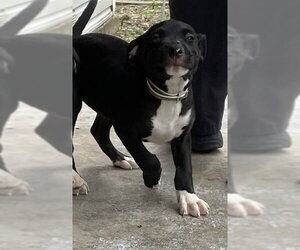 Labrador Retriever-Unknown Mix Dogs for adoption in Waco, TX, USA