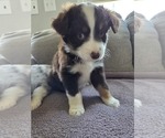 Puppy Red tri Miniature Australian Shepherd