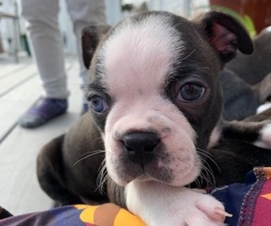 Boston Terrier Puppy for sale in COLUMBIA, MO, USA