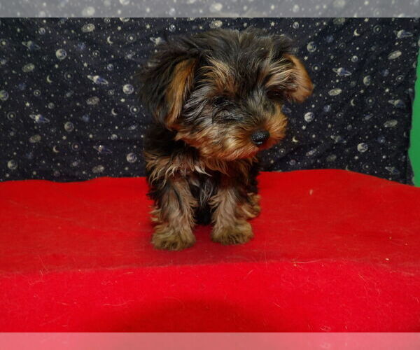 Medium Photo #5 Yorkshire Terrier Puppy For Sale in PATERSON, NJ, USA