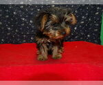 Small #4 Yorkshire Terrier