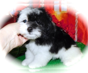 Bichpoo Puppy for sale in HAMMOND, IN, USA