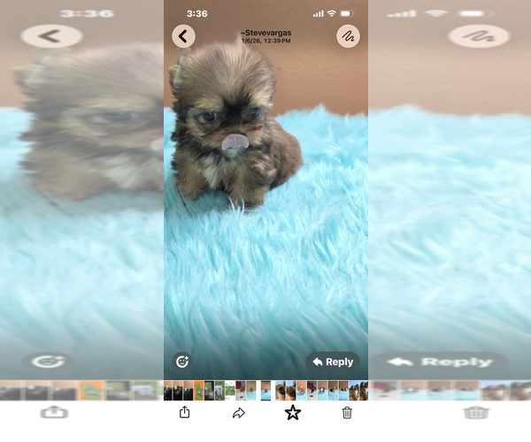 Medium Photo #1 Yorkshire Terrier Puppy For Sale in PHOENIX, AZ, USA