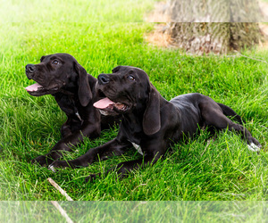 Great Dane Litter for sale in WAKARUSA, IN, USA