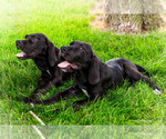 Image preview for Ad Listing. Nickname: Litter of 8