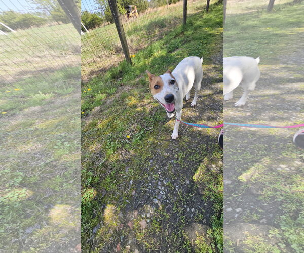 Medium Photo #3 - Mix Puppy For Sale in Thomasville, NC, USA