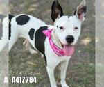 Small #1 American Staffordshire Terrier